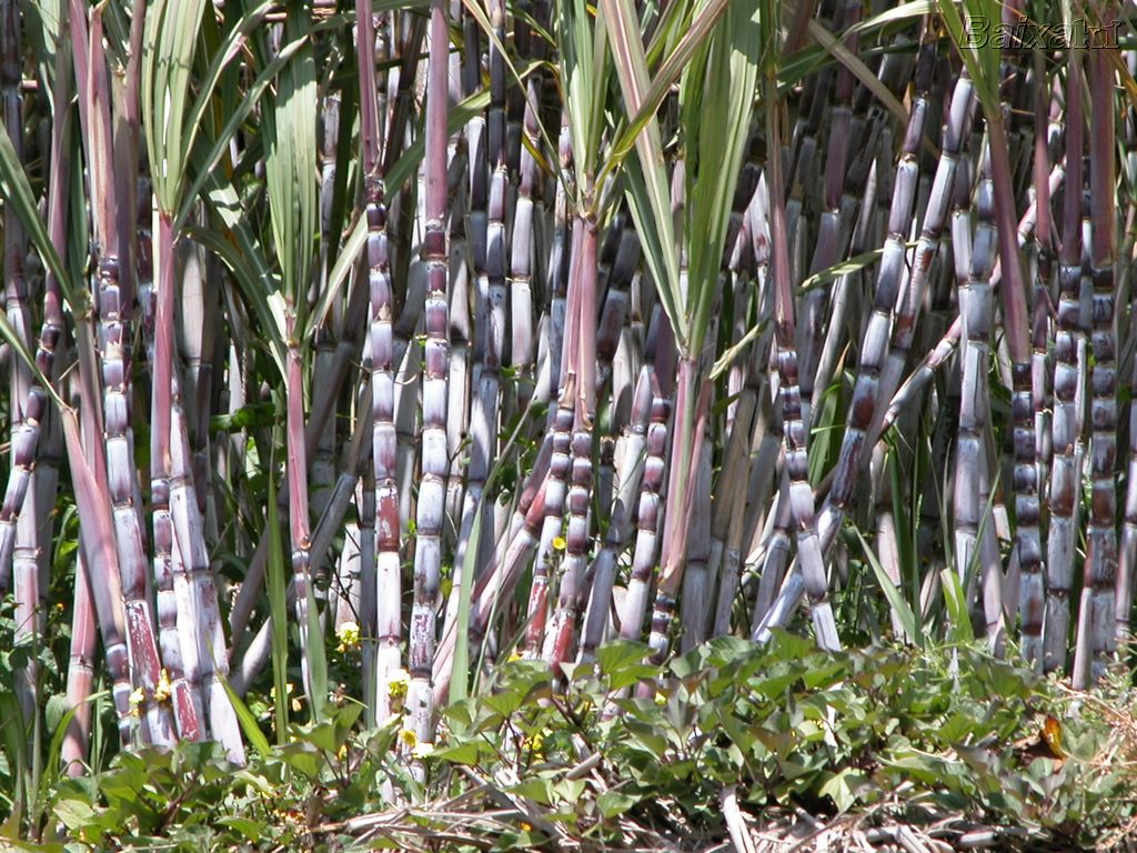 Cana: S&P rebaixa perspectiva dos ratings da USJ Açúcar e Álcool Cana: S&P rebaixa perspectiva dos ratings da USJ Açúcar e Álcool