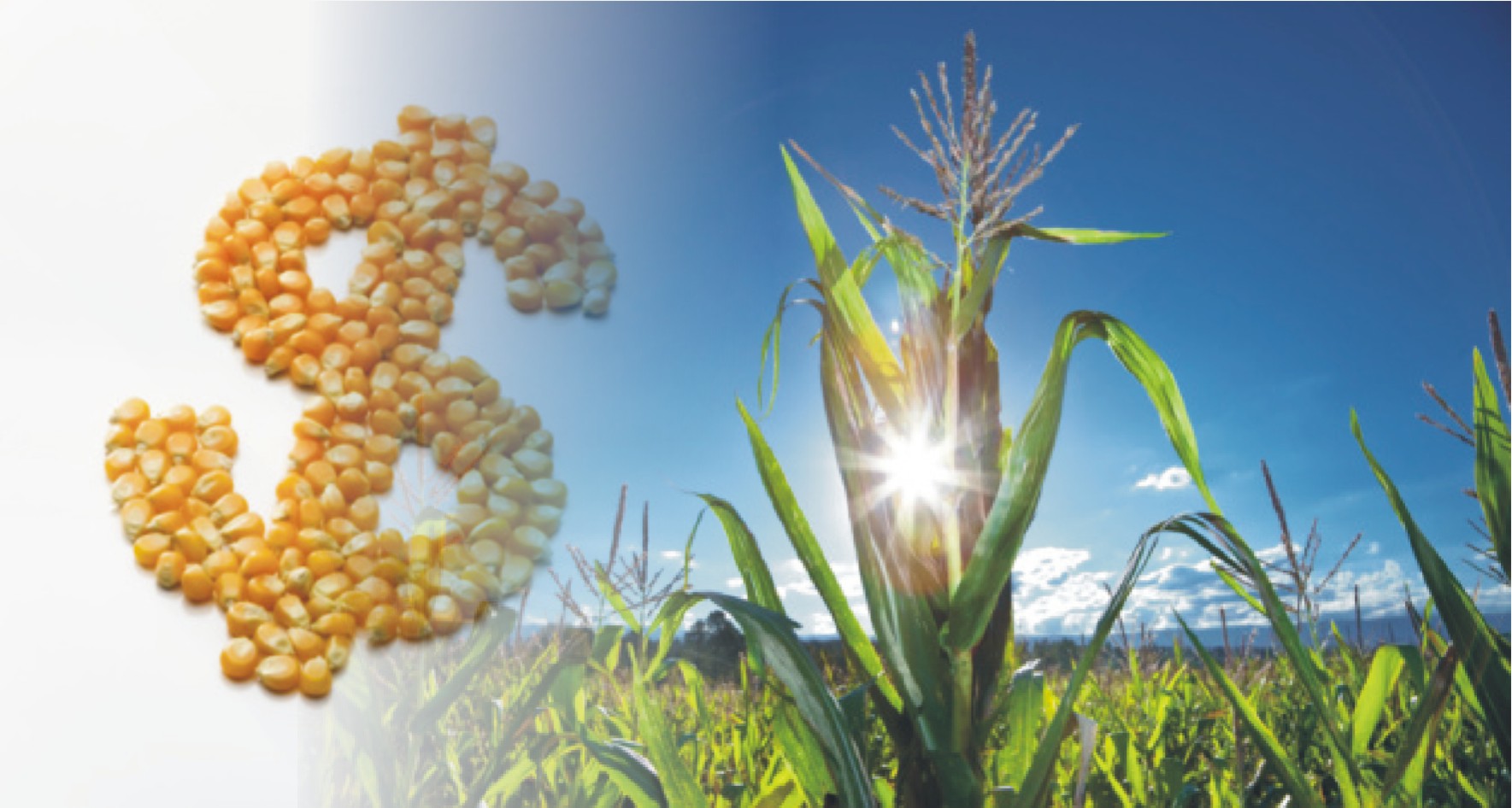 RS libera R$ 29 milhões para projetos da agricultura familiar