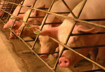 Sanções russas mexem com o mercado suíno Sanções russas mexem com o mercado suíno