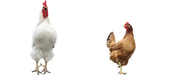 Variedade de mercados garante saldo positivo das exportações de carne de frango