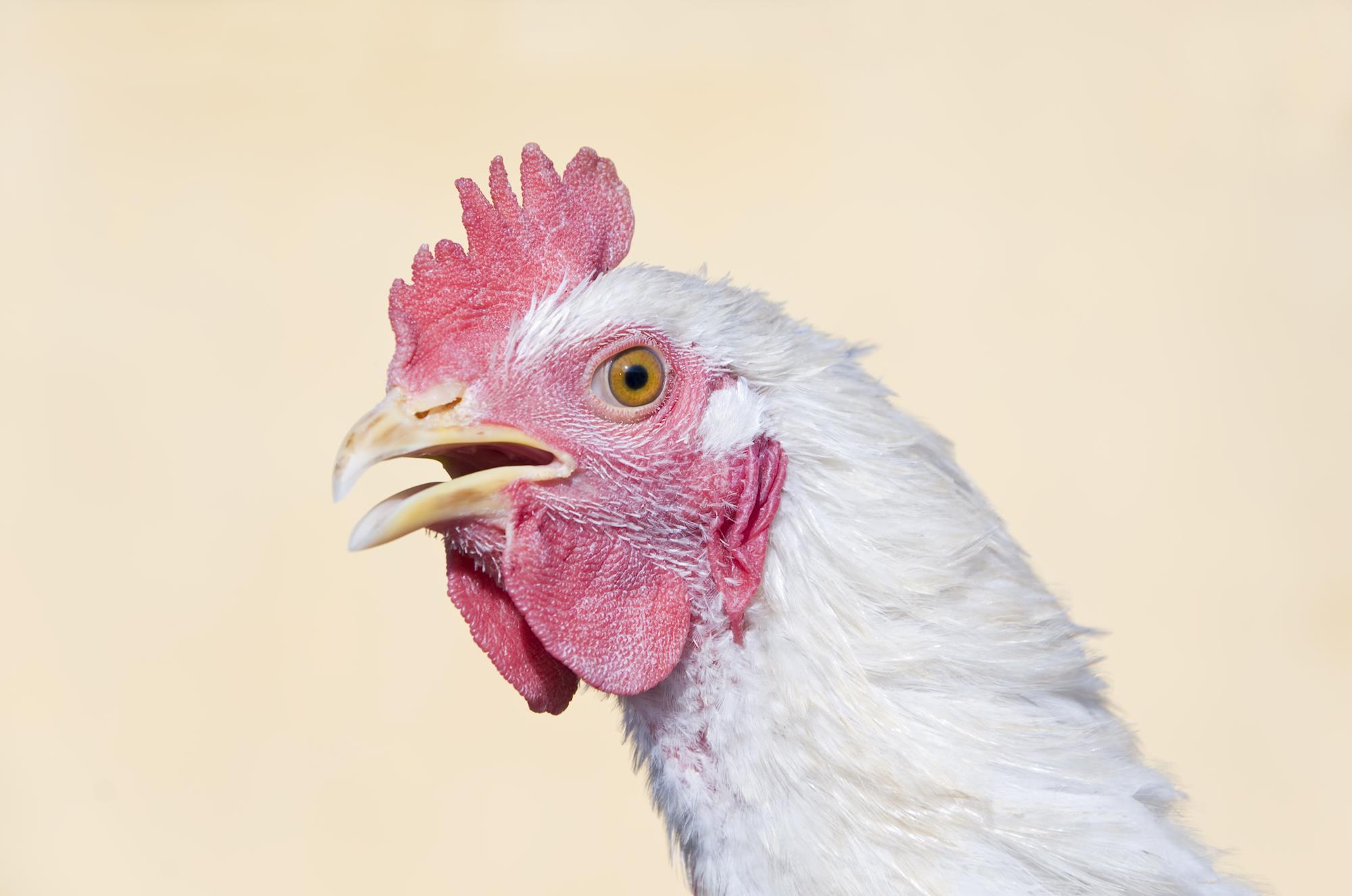 Preço da carne de frango recua com fraca demanda