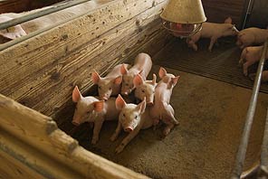 Bolsa de Suínos de São Paulo define arroba suína entre R$ 67,00 e 68,00 Bolsa de Suínos de São Paulo define arroba suína entre R$ 67,00 e 68,00