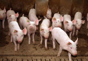 Pesquisa registra alta no preço pago pelo quilo do suíno vivo no RS Pesquisa registra alta no preço pago pelo quilo do suíno vivo no RS
