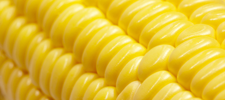 União Europeia terá colheita recorde de milho em 2014, diz consultoria