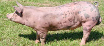 Curso de Manejo Reprodutivo da Fêmea Suína da Qualyagro & Qualittas tem apoio da empresa TOPIGS NORSVIN