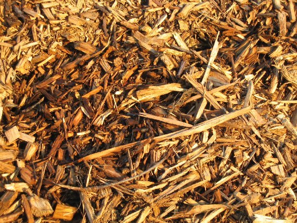 Biomassa cresce na produção de energia e biocombustíveis