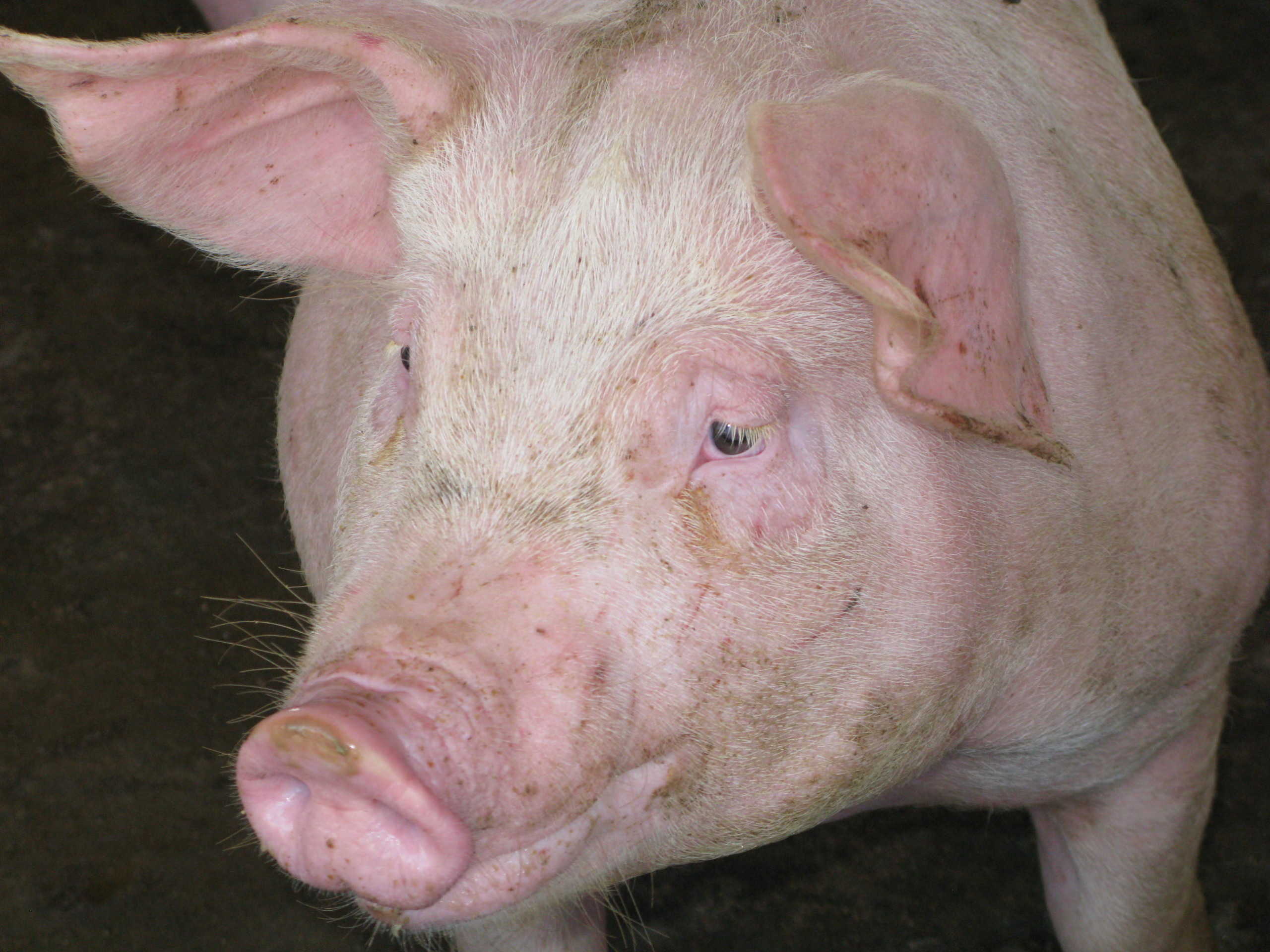 JBS dobrará abate de suínos em Seara (SC)