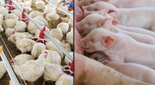 Custos de produção de suínos e aves começam 2016 com forte alta Custos de produção de suínos e aves começam 2016 com forte alta