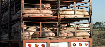 Transporte de animais vivos ainda desafia a suinocultura brasileira