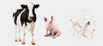 Indústria de carnes enfrenta alta do milho apesar de safra recorde no Brasil Indústria de carnes enfrenta alta do milho apesar de safra recorde no Brasil