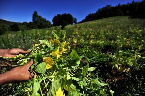 Seca prejudica agricultura de SP e lavouras não se desenvolvem