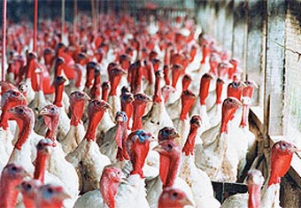 Cargill elimina antibióticos promotores de crescimento em perus