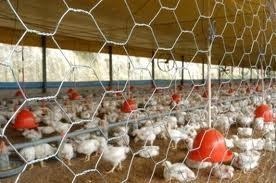 Integração avícola, maior parceria de Produtor e Agroindústrias - por Valter Bampi