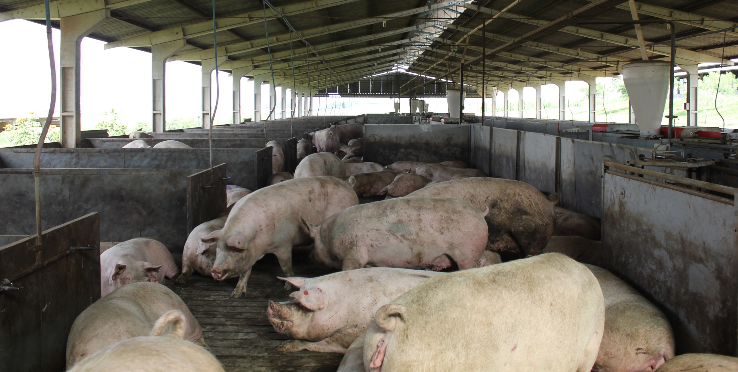 Workshop organizado pelo Mapa, World Animal Protection e FMVZ/USP vai debater a implementação do modelo de gestação coletiva na suinocultura brasileira
