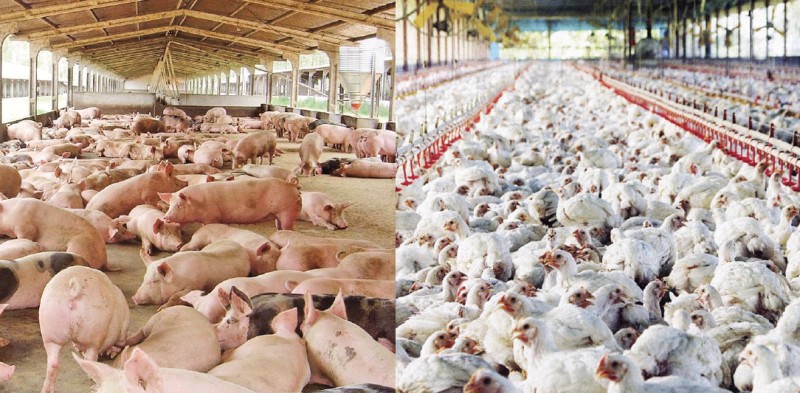 Segundo a Embrapa, custos de produção de suínos e de frangos de corte tiveram nova alta no mês de agosto