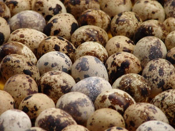 Mulher ganha concurso ao comer 122 ovos de codorna