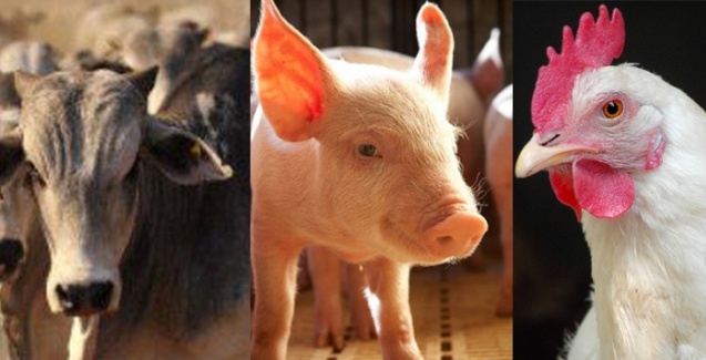 Projeto do polo de proteína animal é apresentado ao Governo do RS Projeto do polo de proteína animal é apresentado ao Governo do RS