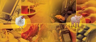 I Congresso de Zootecnia de Precisão apresenta as vantagens das "Fazendas Inteligentes"