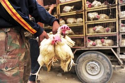 Transporte correto influência no sabor da carne de frango