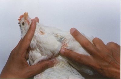 Interferência do manejo vacional na eficicência das vacinas vivas - Por Eva Hunka Interferência do manejo vacional na eficicência das vacinas vivas - Por Eva Hunka