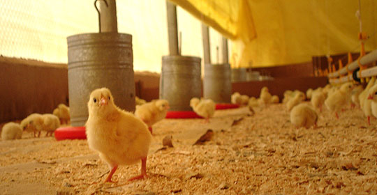 Relatos de produtores integrados da indústria avícola Relatos de produtores integrados da indústria avícola