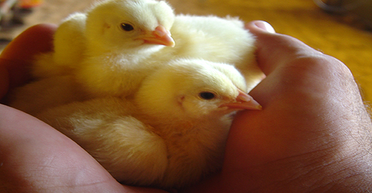 Frangos não são produzidos com hormônios Frangos não são produzidos com hormônios