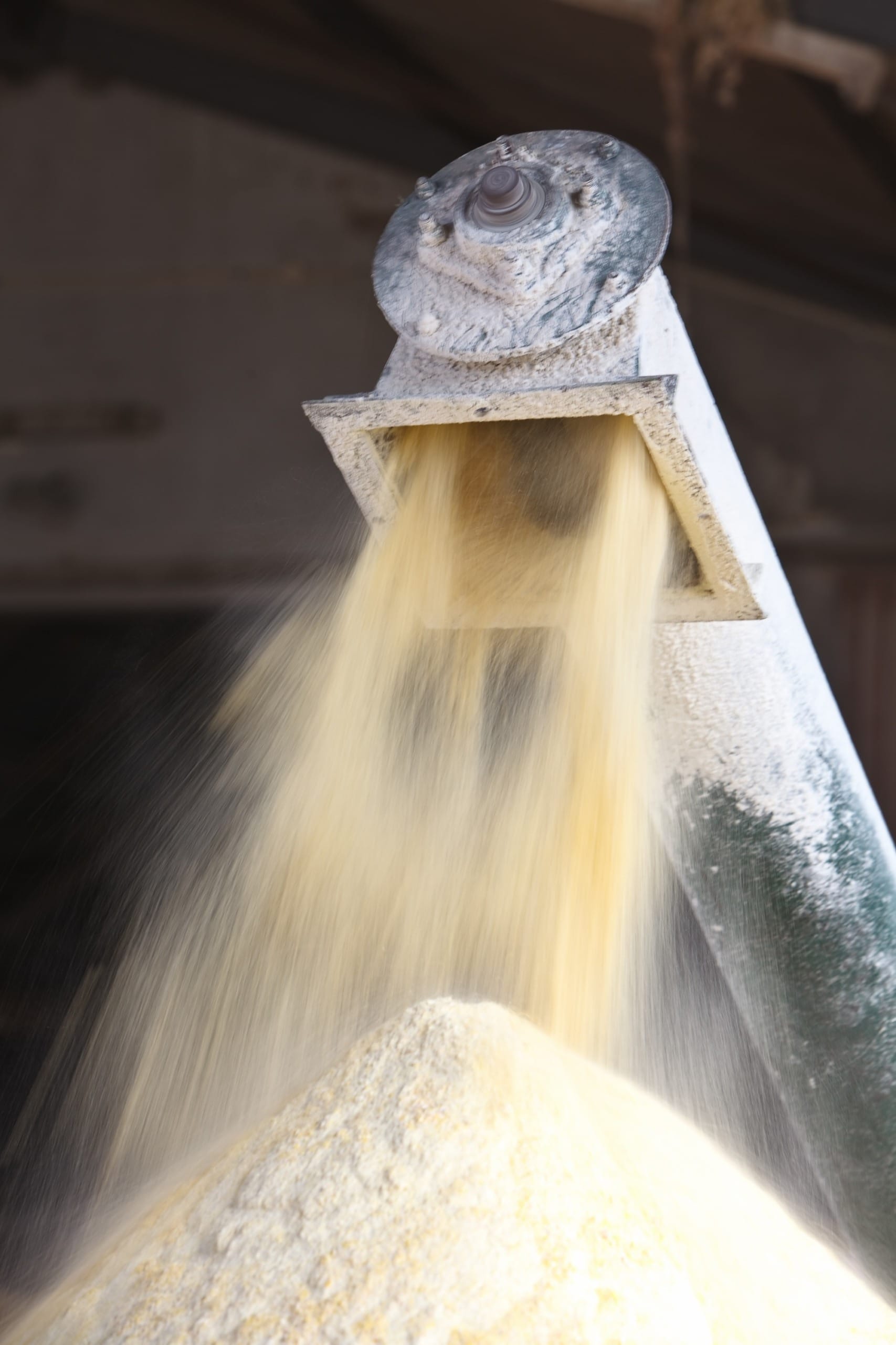 Pesquisador do IZ detalha como superar a falta de alimento aos animais na estiagem