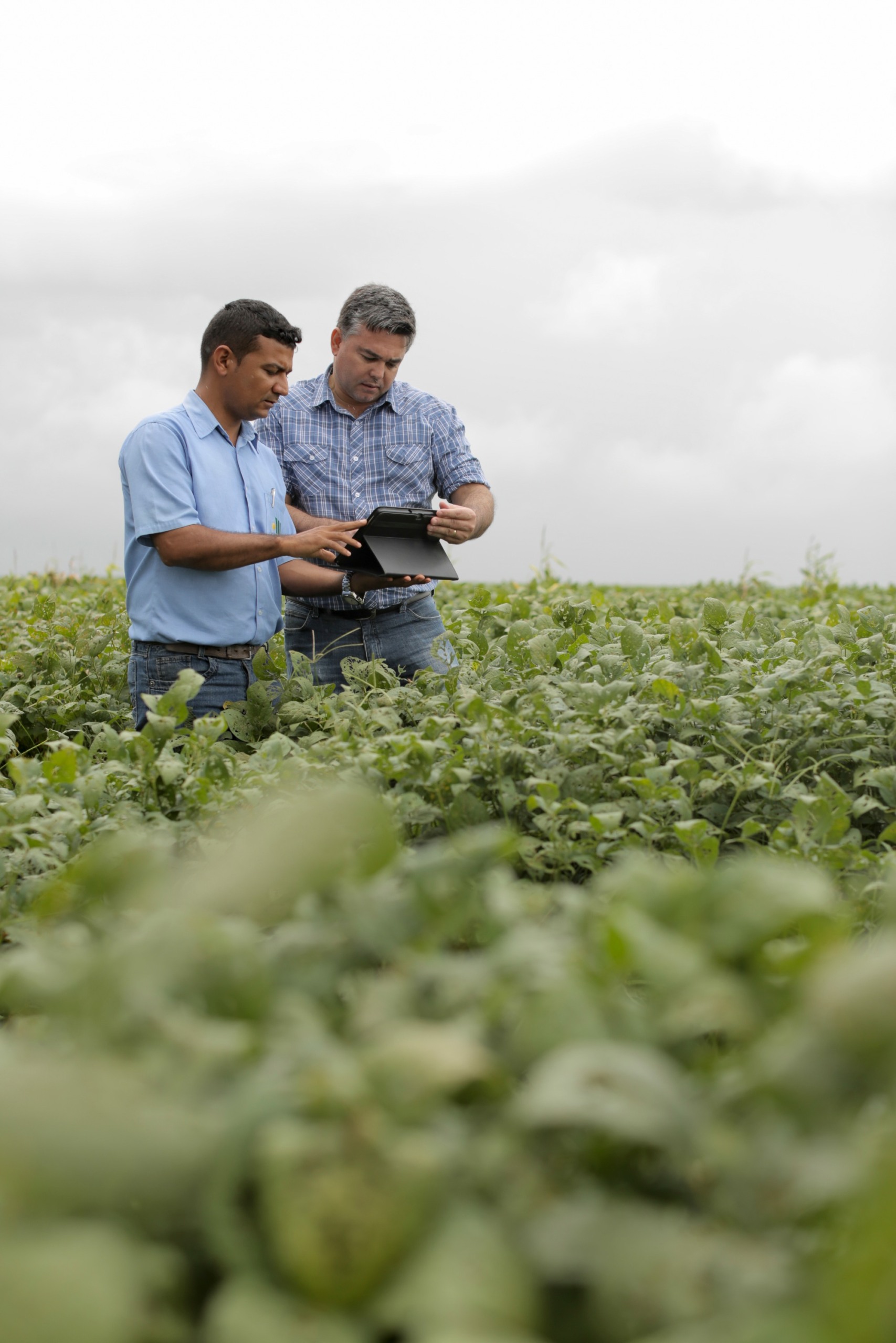 Agricultura conectada: startups apostam no campo