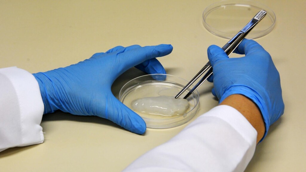 Carne cultivada é tema de jornada internacional na Embrapa em Concórdia-SC