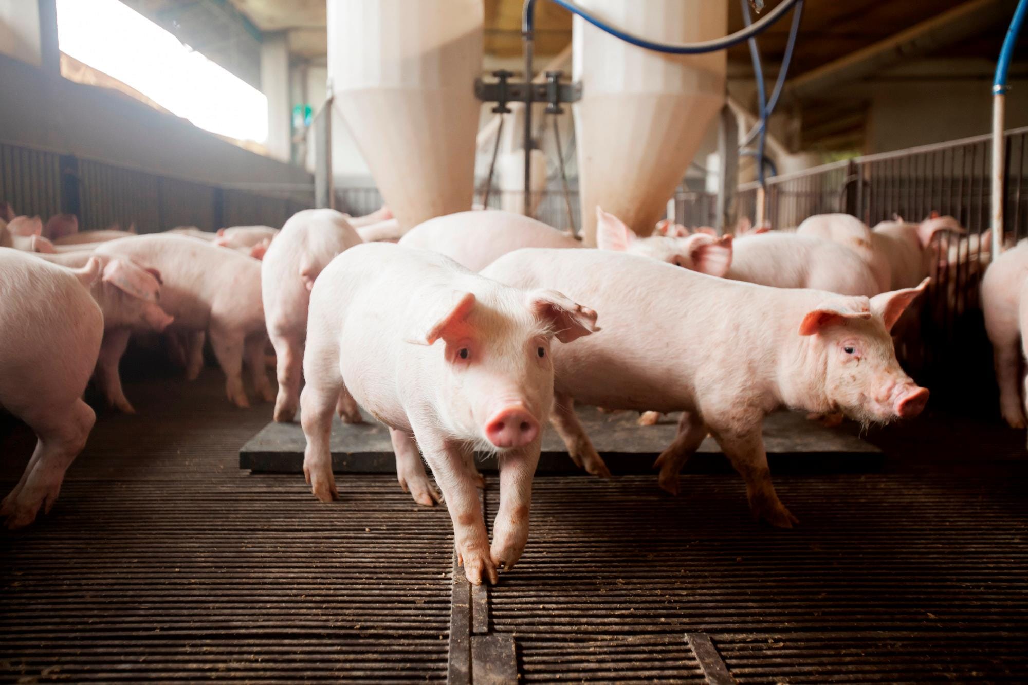 Agroceres Multimix leva equipe especializada em suinocultura ao Dia de Campo da Copagril