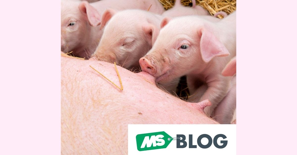 Erros na suplementação de leitões em maternidade