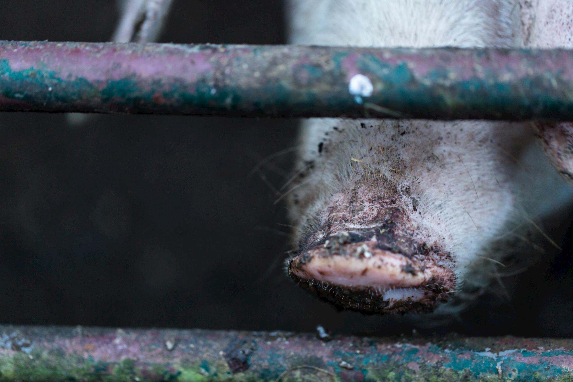 Vacina contra a peste suína africana será distribuída no Vietnã Vacina contra a peste suína africana será distribuída no Vietnã