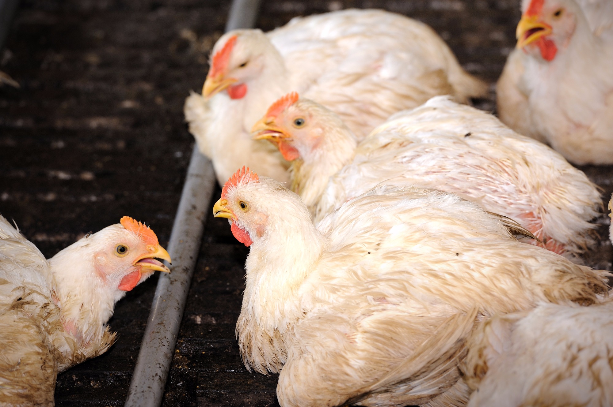 Causas infecciosas das lesões articulares em aves - por Eva Hunka Causas infecciosas das lesões articulares em aves - por Eva Hunka