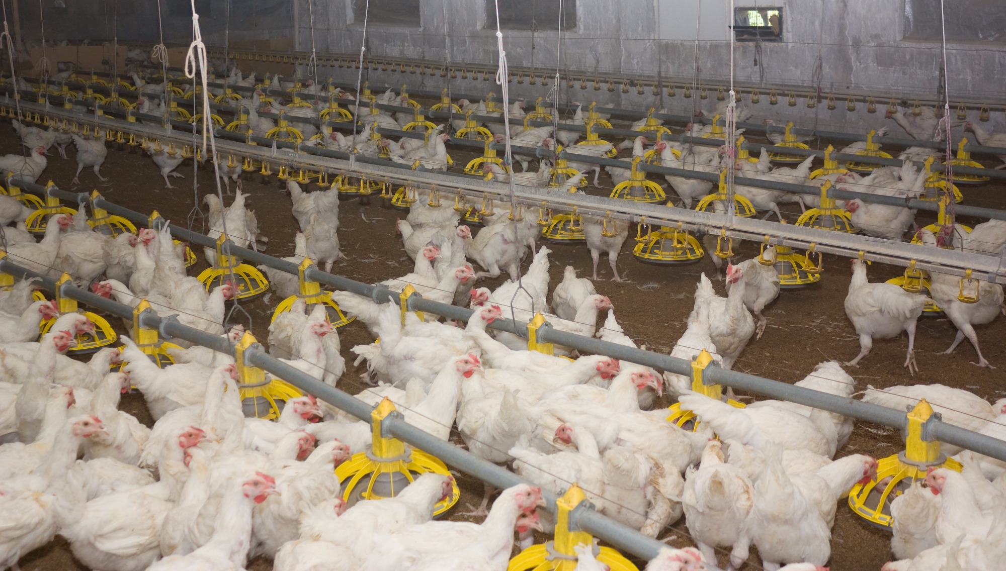 Demanda aquecida e oferta limitada elevam preços da carne e do frango vivo