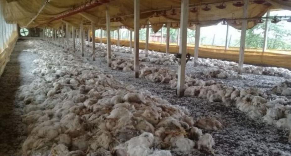 No dia da entrega, frangos morrem em aviário por falta de energia elétrica em Santa Helena