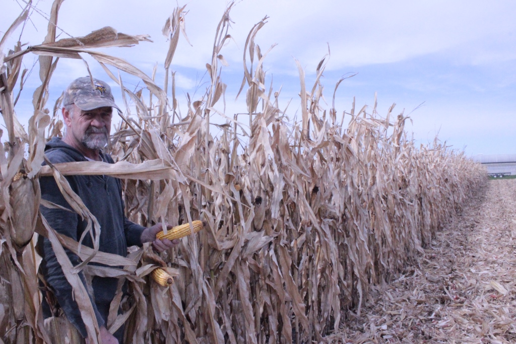 EUA confirma colheita de super-safra, mas rentabilidade preocupa agricultores
