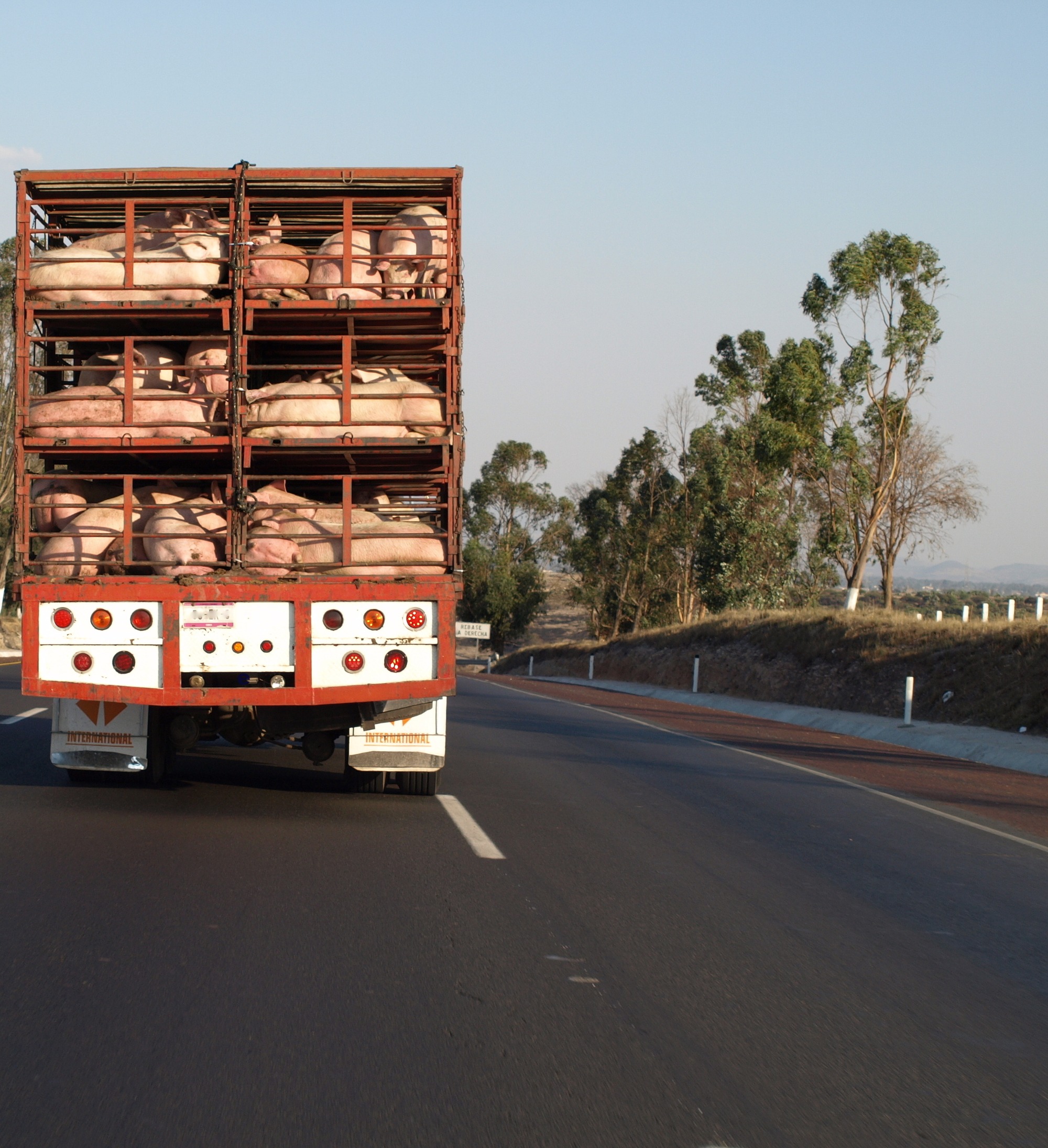 Transporte de suínos é paralisado em Mato Grosso