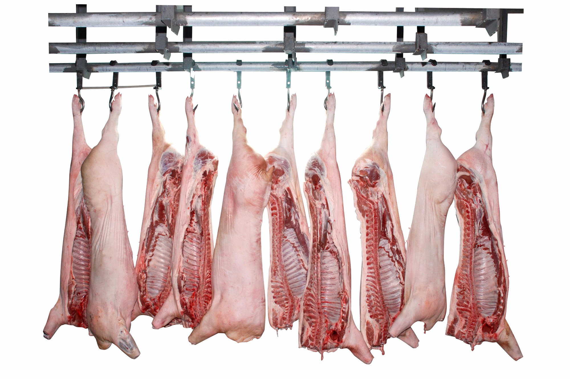 Suinocultura garante bom tratamento ao rebanho e qualidade do produto