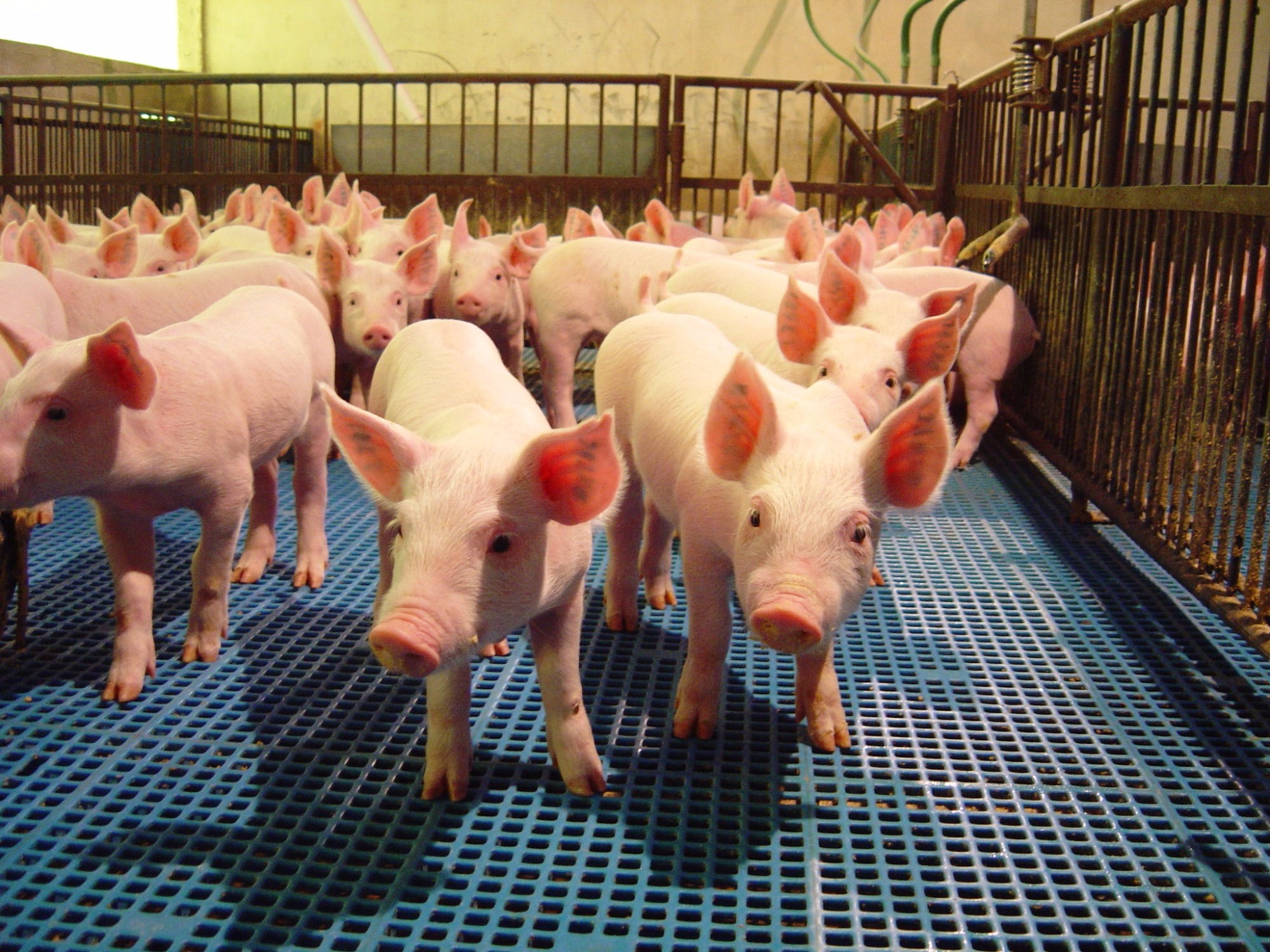 SC mantém redução de ICMS para suínos até 2019 SC mantém redução de ICMS para suínos até 2019