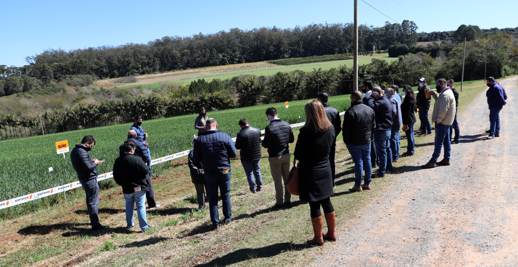 Geadas podem atrapalhar safra de trigo em São Paulo