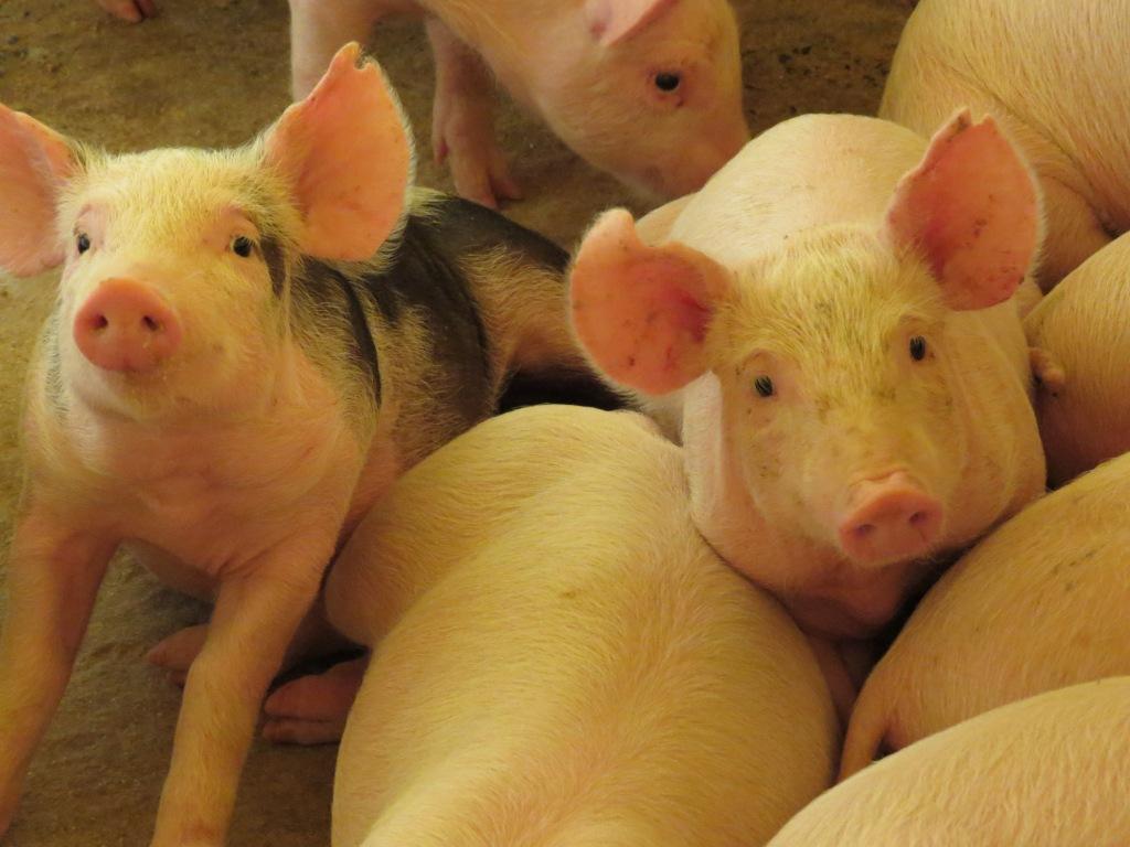 ABCS e Embrapa Suínos e Aves ampliam o mapeamento de custos de produção de suínos