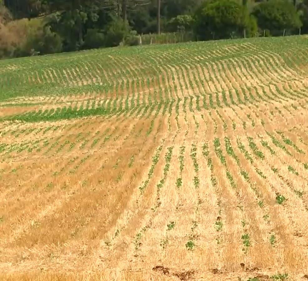 Nível de chuvas continuará abaixo da média no RS, diz Inmet Nível de chuvas continuará abaixo da média no RS, diz Inmet