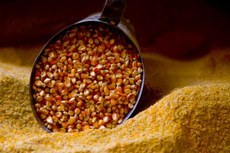 Alíquota zero sobre importação de milho vale até 31 de dezembro