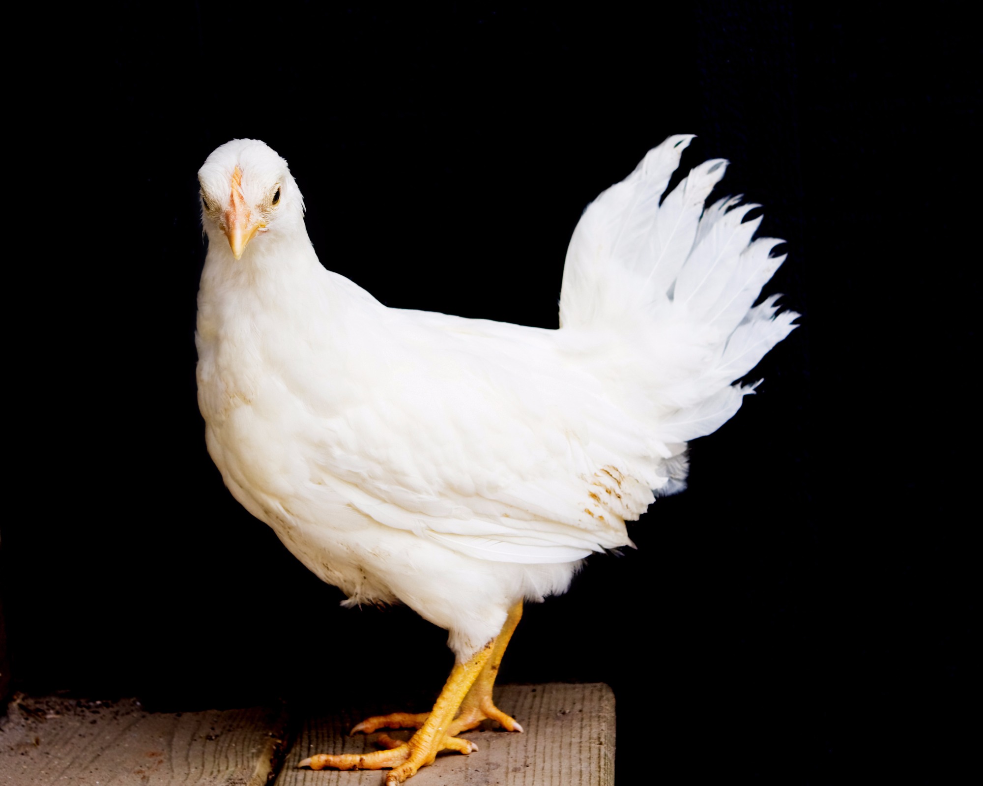 Efeito do raleio pré-abate no ganho de peso de frangos de corte