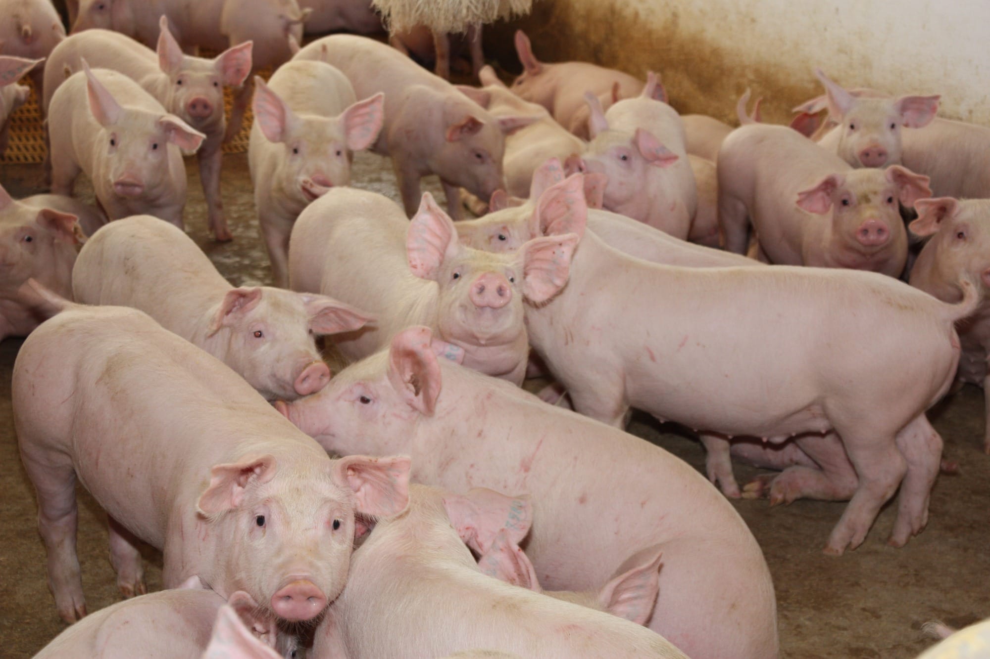 Estados bálticos abatem 35.000 suínos