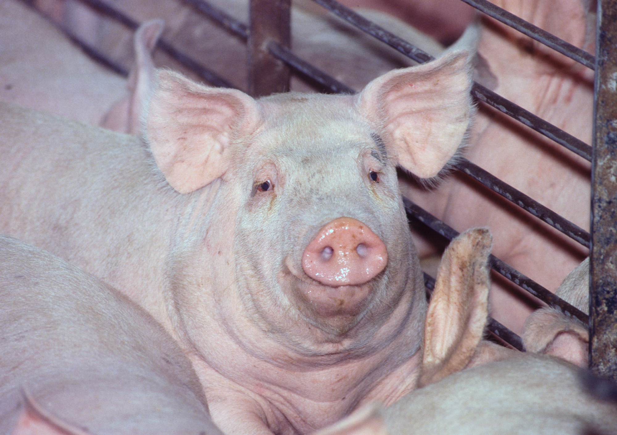 Importação de sêmen suíno no Mercosul tem novas regras