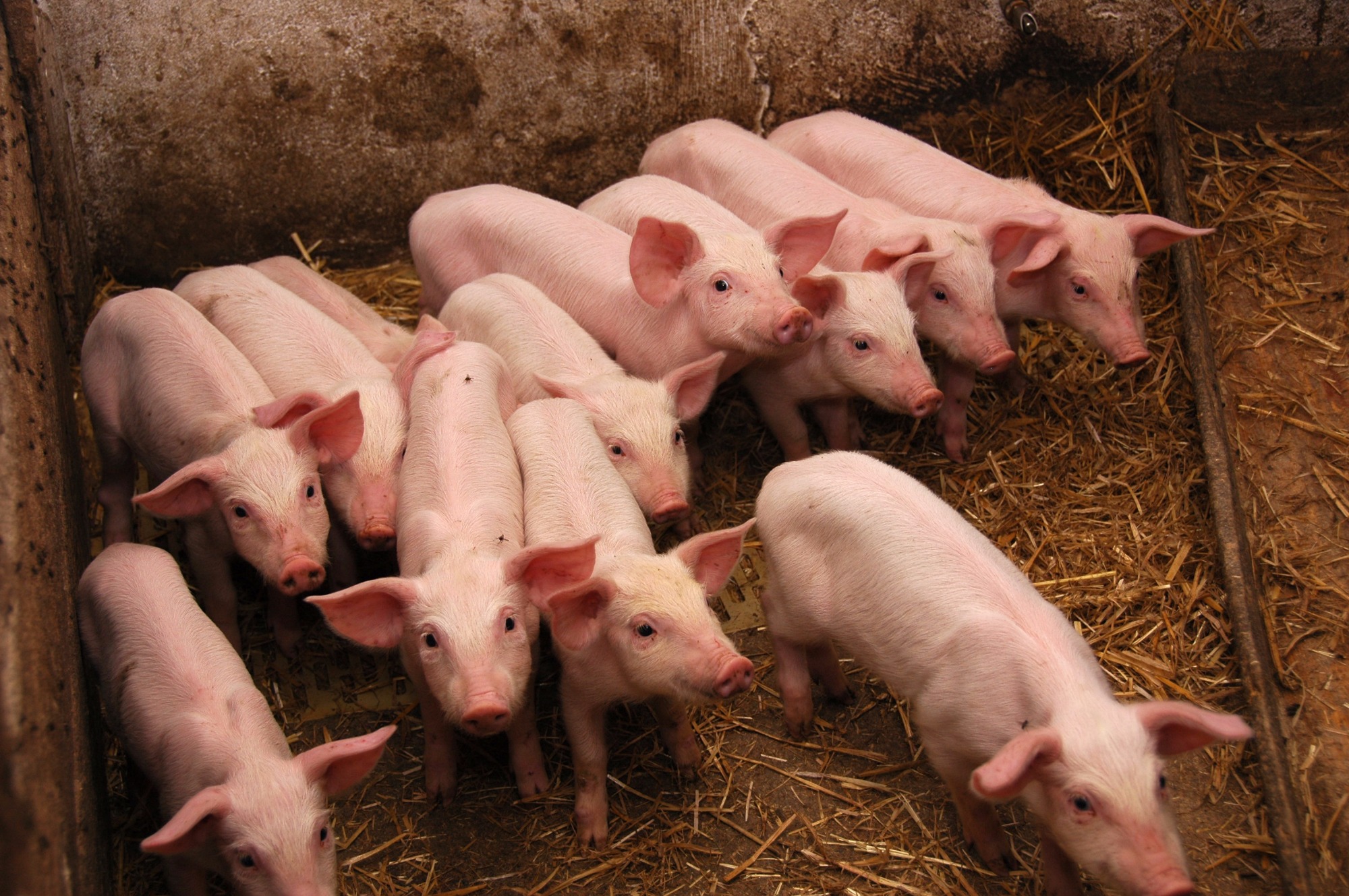 Acre investe mais de R$ 1 milhão na criação de suínos Acre investe mais de R$ 1 milhão na criação de suínos