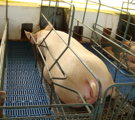 Práticas essenciais com matrizes antes do parto - por Paulo Silveira