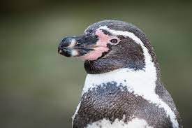 Surto de gripe aviária causa alta da mortalidade de pinguins-de-humboldt no Chile