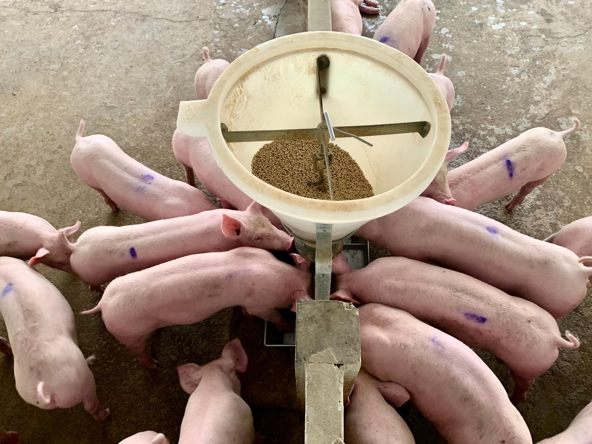 Como otimizar o manejo alimentar dos suínos